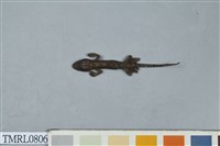 藏品(鉛山壁虎)的圖片